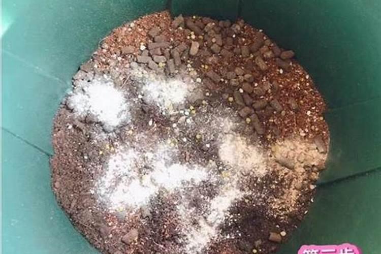 芦荟花肥用什么合适 肥料制作与使用方法