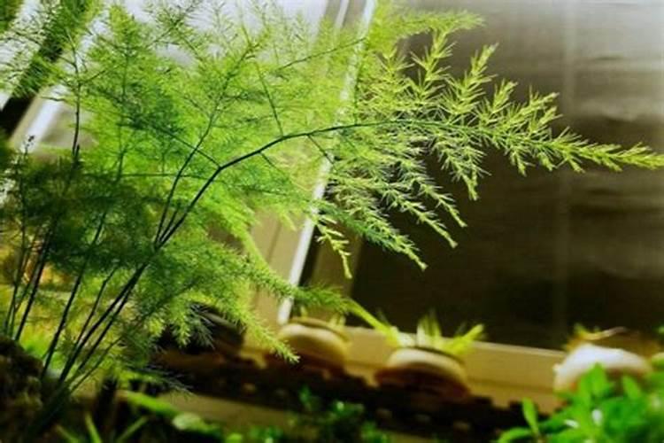 叶面硅肥的使用禁忌,是什么原料制成的