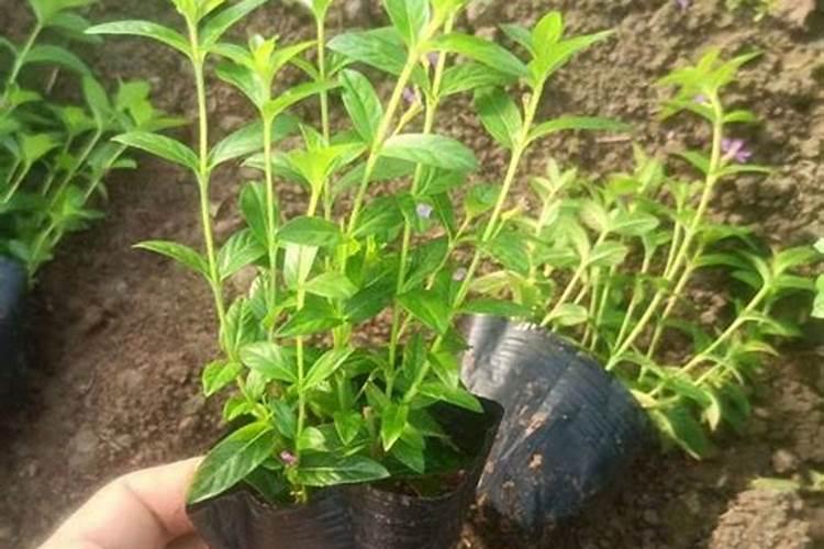 满天星养殖方法