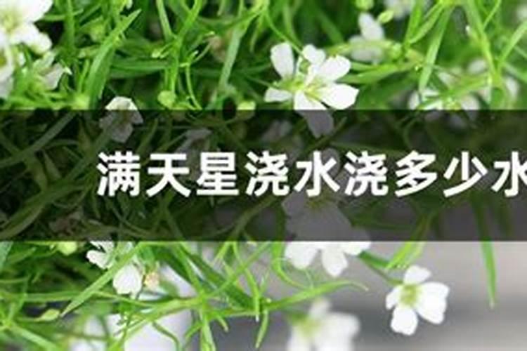 满天星盆栽种植方法
