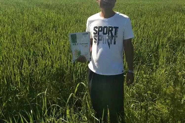 水稻什么时候用叶面肥