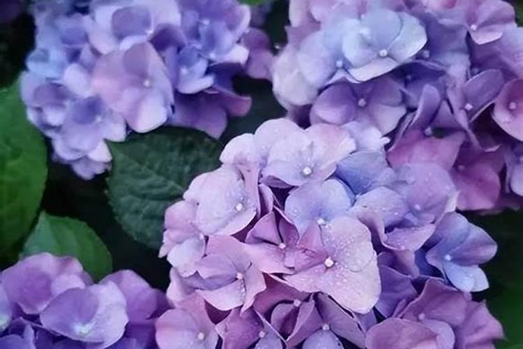 月季大水大肥什么意思