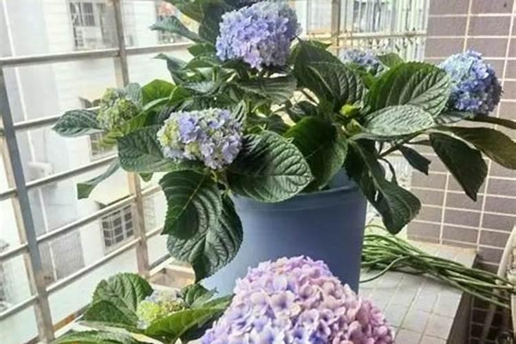 养茉莉花口诀是什么