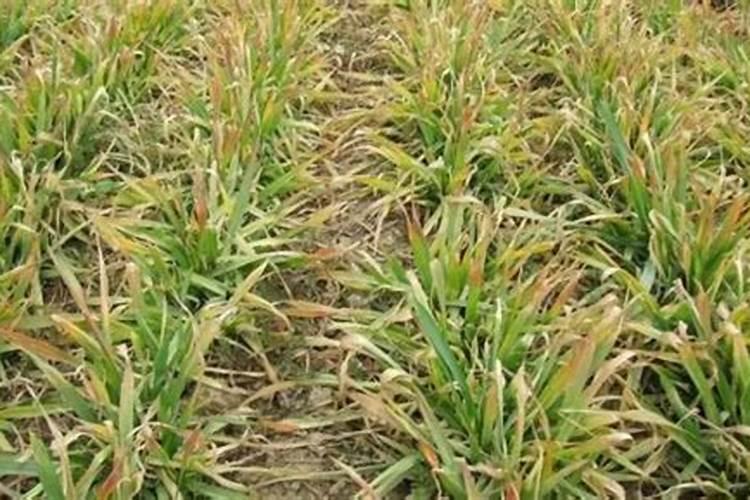 施肥过量烧根,怎样补救