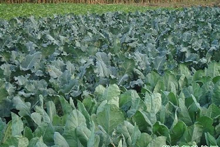 黄瓜定植期用什么肥效果好