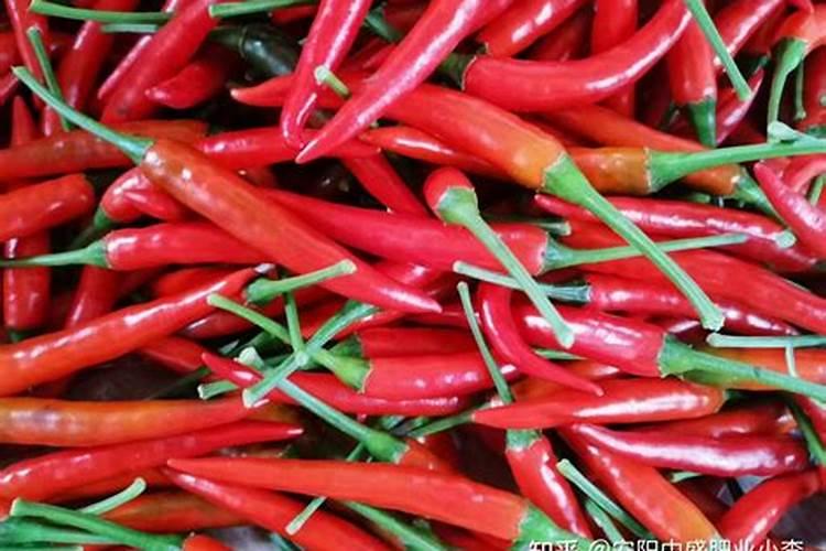 辣椒膨果期用哪种肥料比较好？辣椒喷施昆仑风叶面肥料？