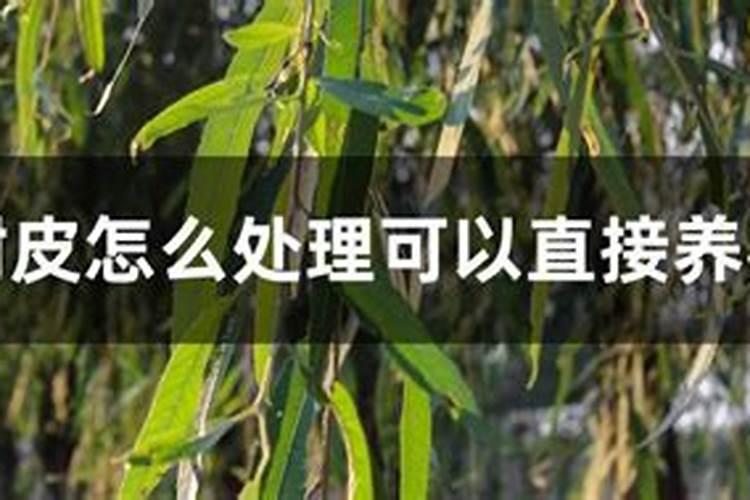 养好君子兰,不用花大钱,天天浇“废水”,一样长成“极品兰”