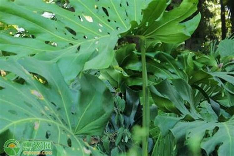 龟背竹如何施肥,龟背竹施什么肥最好(图)