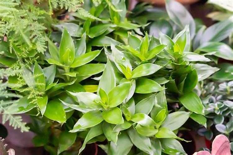 桂花如何制作 花肥