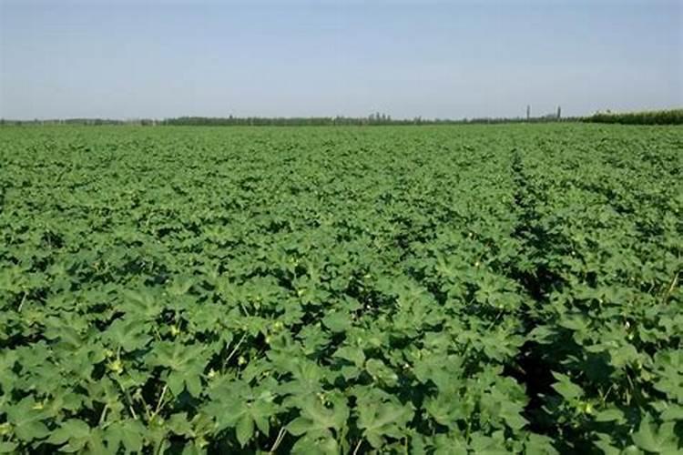 棉花施肥使用什么肥料？棉花该如何施肥？