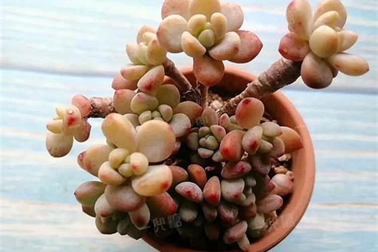 秋天多肉施什么肥好(秋天多肉用什么肥料)