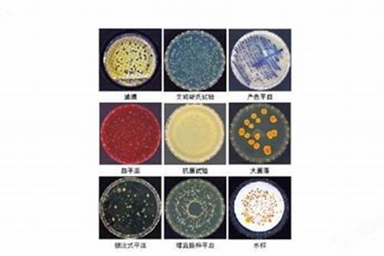 生物有机肥制作工艺