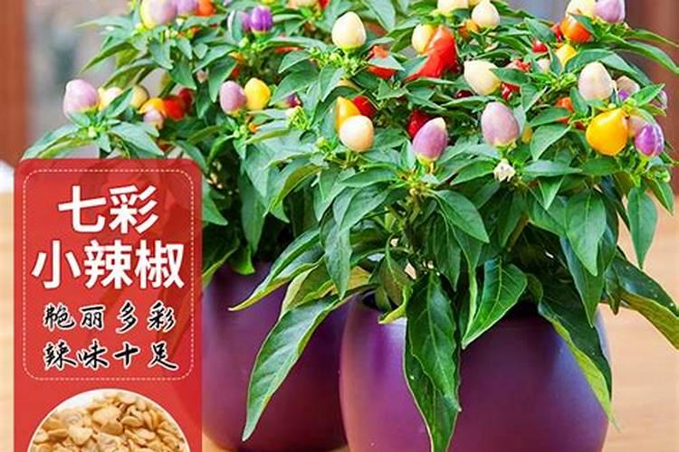 五彩椒养护有什么特点？