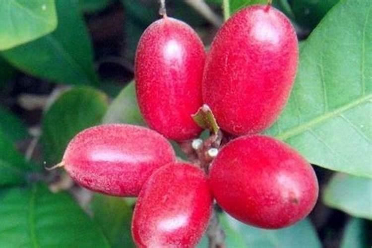 神秘果种植方法和管理 神秘果养殖方法是什么