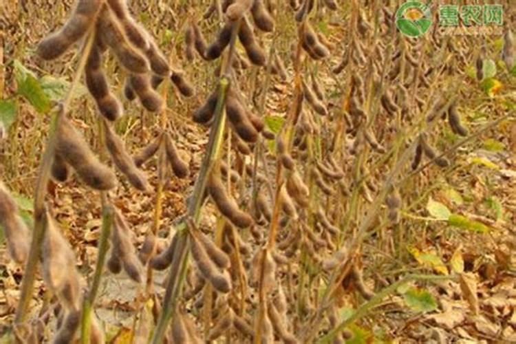 怎样用黄豆做肥料