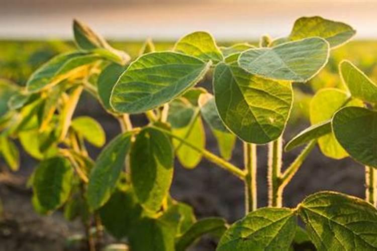 黄豆高产种植技术管理