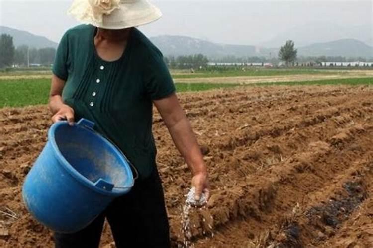 我现在种植杉树,每棵用100克钙镁磷肥做基肥,请问这样会对树苗的根系产生...