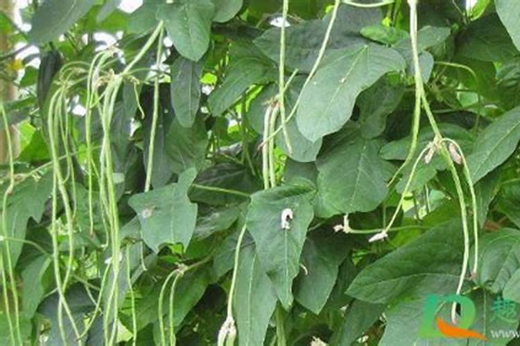 豆角用什么肥料效果好