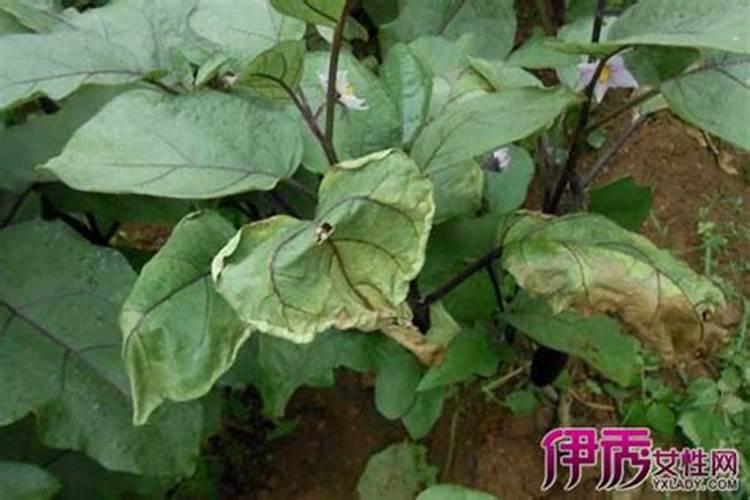 茄子干叶子用什么药