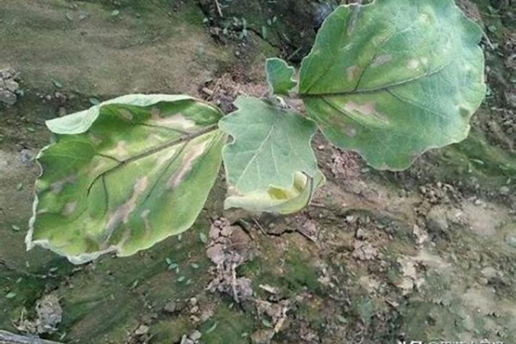 茄子新叶不舒展,叶缘向内卷曲,叶尖顶端有干枯