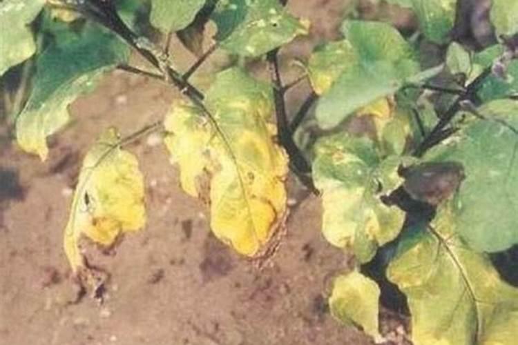 茄子叶发黄枯萎用什么药