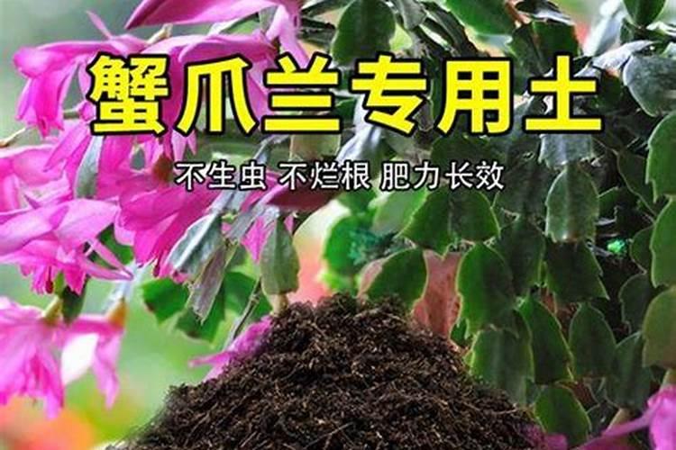 蟹爪兰如何施肥