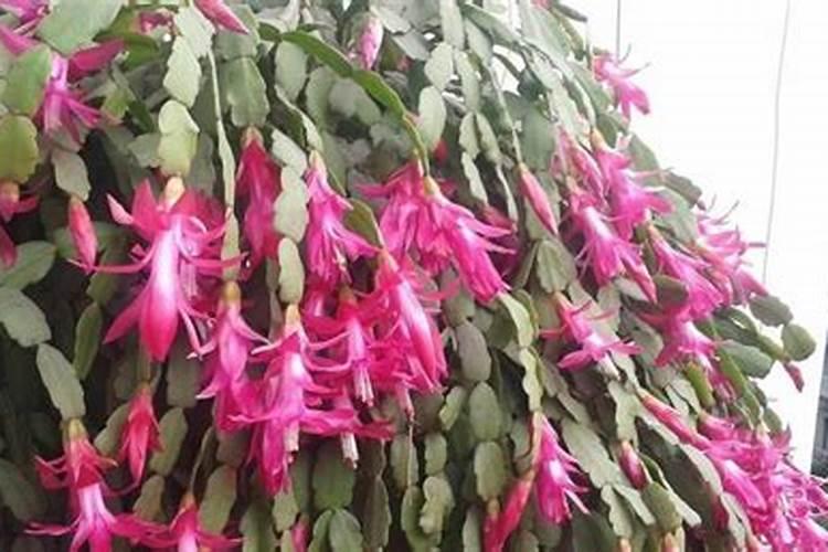 蟹爪兰用叶面肥喷施能行吗
