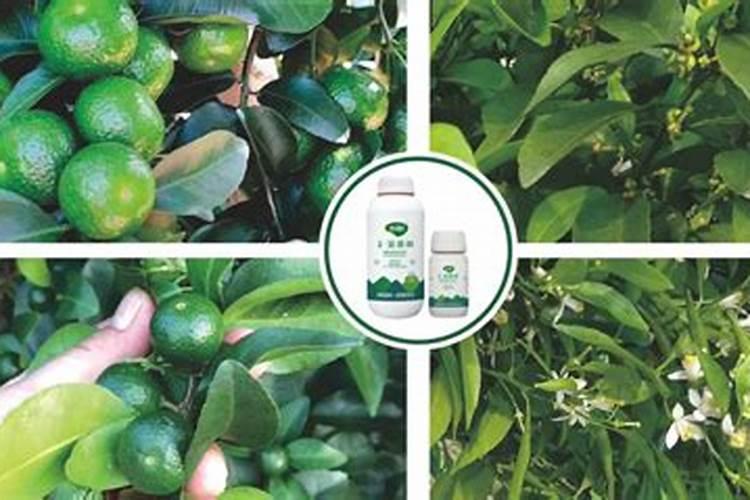 金枝玉叶能用发酵好的桔子皮水浇吗？