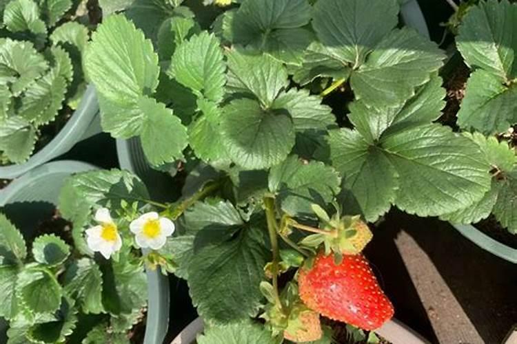 草莓种植施肥技术