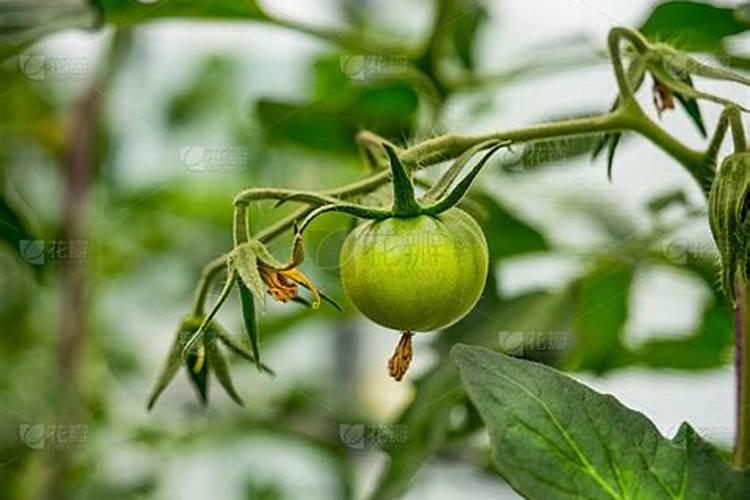 矿源黄腐酸钾什么时候用效果好？芒果使用黑金晶促产增收怎么用百度知 ...