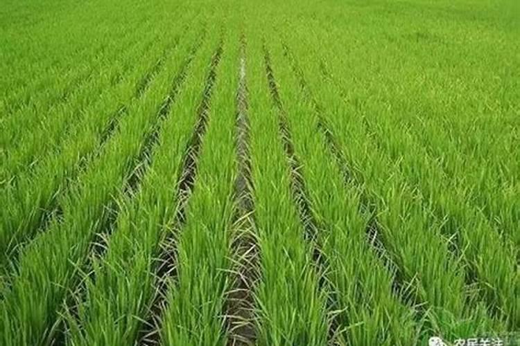 磷肥对植物的作用与功效 常见磷肥种类及施用技术