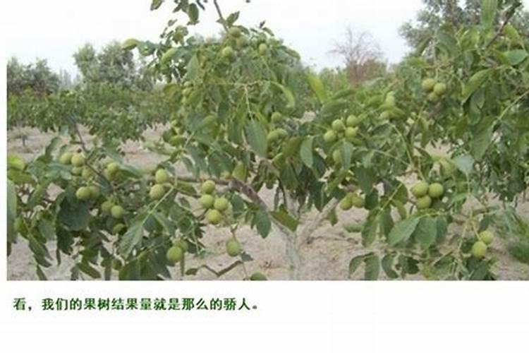 植物缺少氮,磷,钾,会出现什么症状