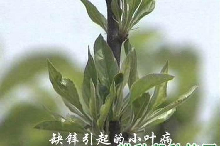 梨树病虫害防治方案？