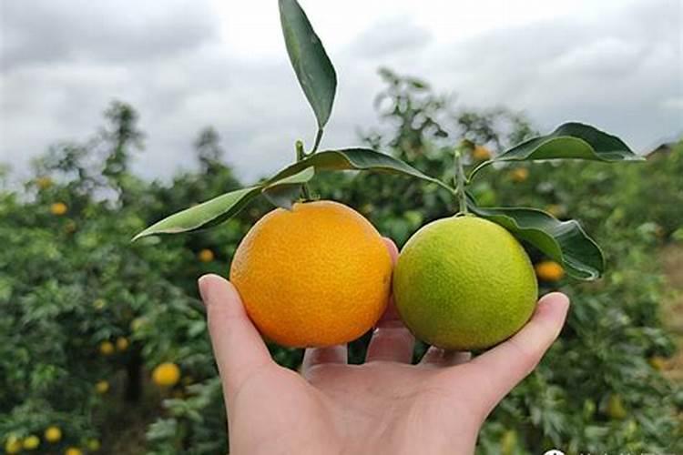 你好!红美人适合在福建长汀种植吗？ 大概亩产多少斤？收购价格大约多少元...