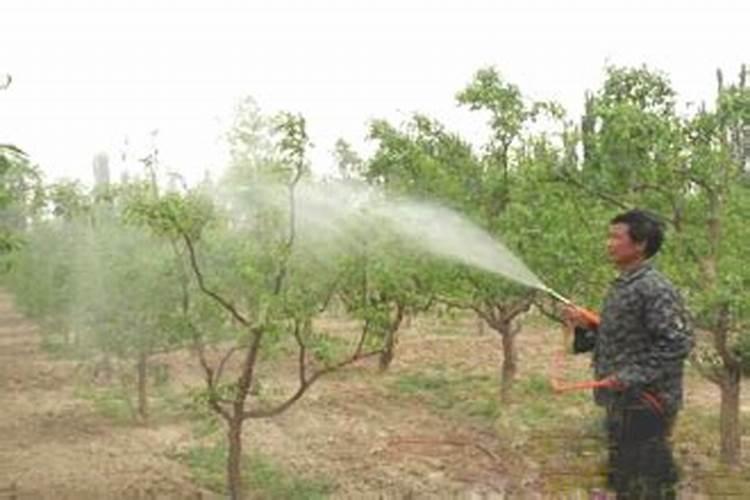 枣树花期最怕打什么药