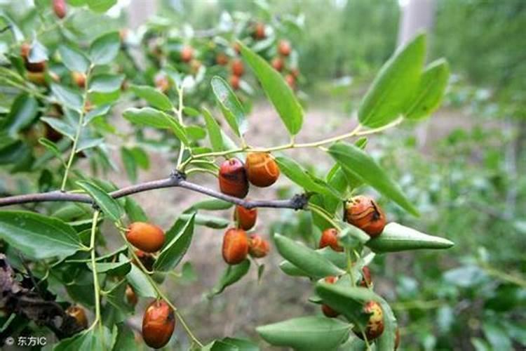 枣树膨果期用液体氮肥可以吗