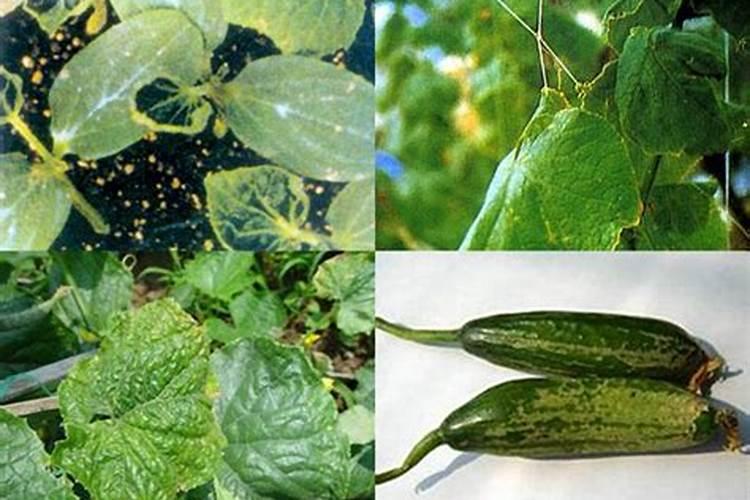 黄瓜花果期应该如何施肥？需要注意什么？