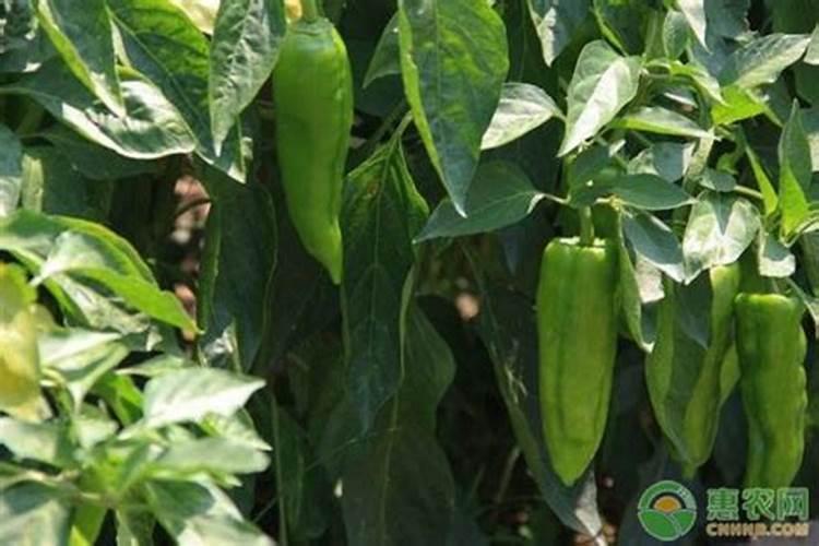 辣椒初花期每亩滴二公斤半高钾肥合适吗