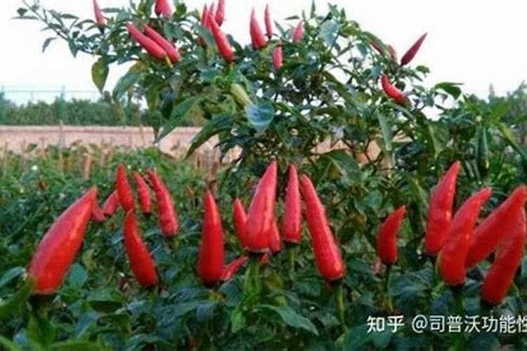 朝天椒到了盛花期追什么肥？追多少？