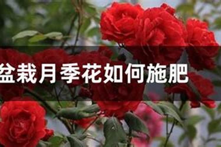 哈密瓜高产,施水溶肥要注意什么？