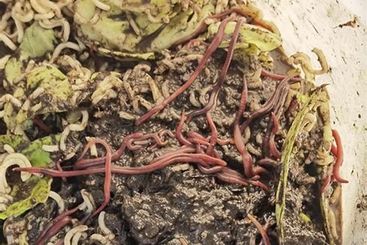 欧大三只蚯蚓生根效果与其他生根的优点在什么？