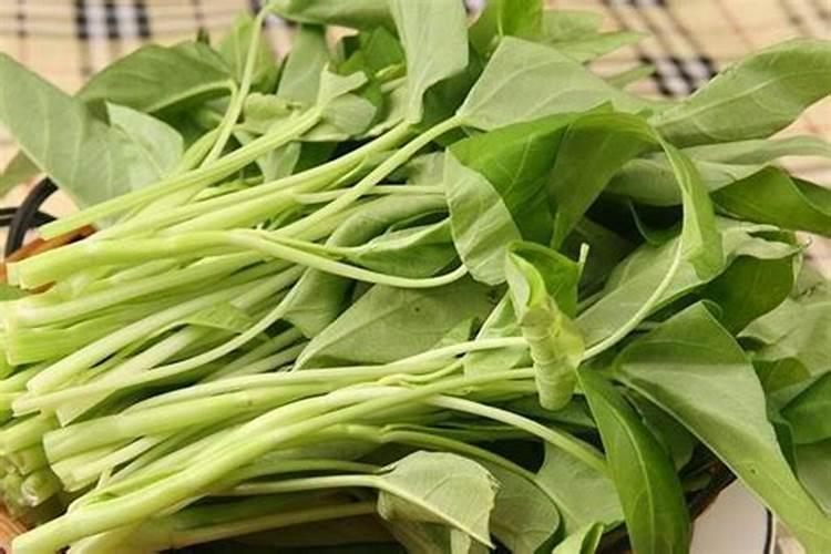 空心菜施什么肥长得快又嫩