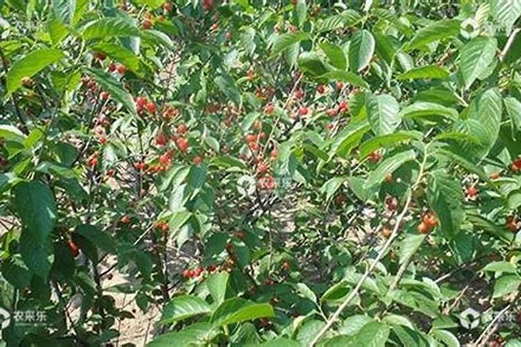 山茶花开花时能施肥吗