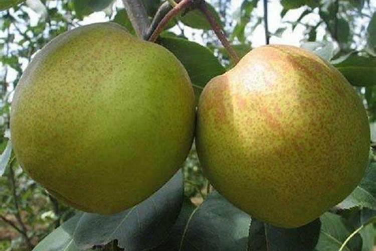 怎样用芸苔素内脂梨树秋季保叶？