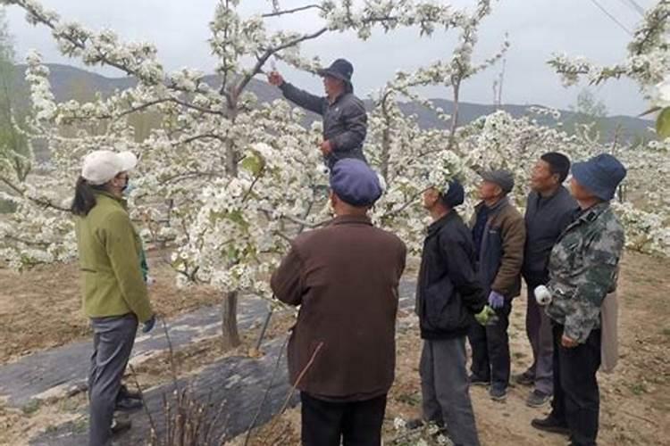 梨树可以喷芸苔素吗