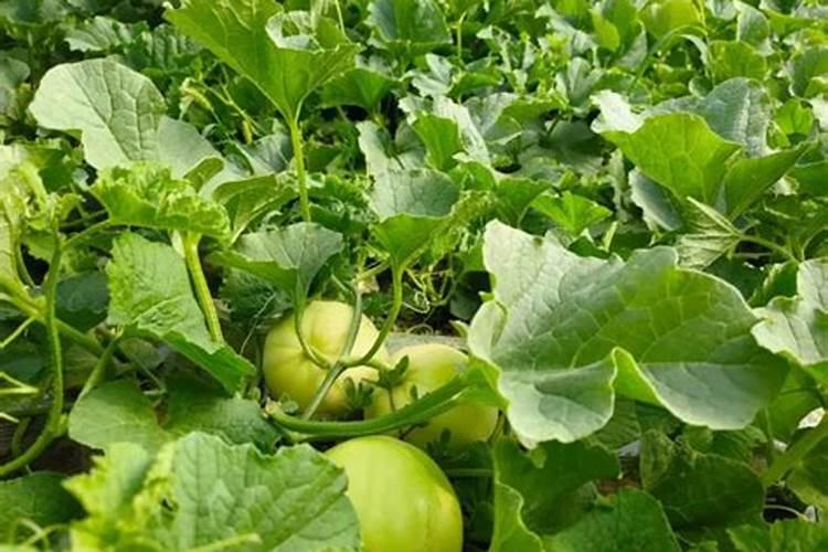 大棚甜瓜坐果以后用什么肥料？