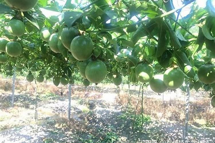 百香果在开花结果期间要施什么肥？