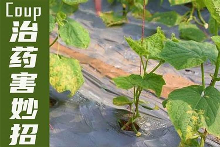 叶面肥药害可以自行恢复吗