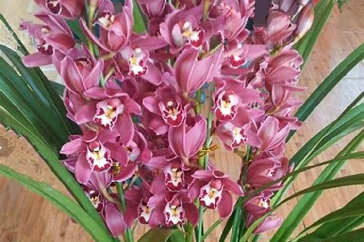 大花蕙兰用什么肥料