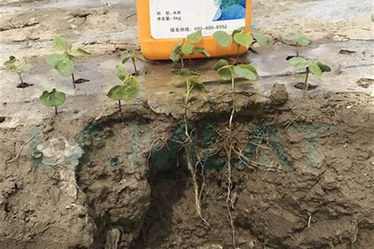 猴樟的栽培技术